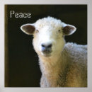 Search for sheep lamb posters Country