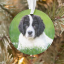 Search for newfoundland dog christmas tree decorations Puppy