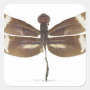 Search for dragonfly wings stickers Animal