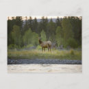 Search for looking at camera postcards Horizontal