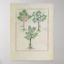 Search for herbal medicine posters Illuminated