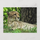 Search for acinonyx jubatus postcards Big cat