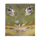 Search for african bullfrog Nature