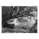 Search for black tree silhouette art Nature