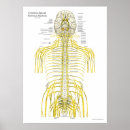 Search for brain anatomy posters Anatomical