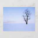 Search for locust tree Page county