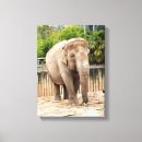 Search for conservation canvas prints Mammal