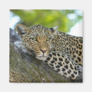 Search for wildcat magnets Safari