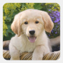 Search for goldie stickers Pet
