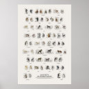 Search for monkey posters Wildlife