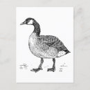 Search for canadian art postcards Bird