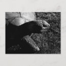 Search for tortoises postcards Wildlife