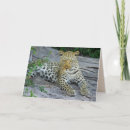 Search for wildcat cards Safari