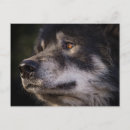 Search for wild wolves postcards Nature
