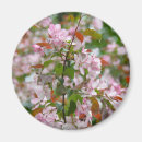 Search for blossoms on tree magnets Photography