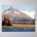 Search for ursus art Carnivore