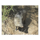 Search for arizonas art Javelina