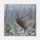 Search for bugle magnets Wildlife