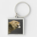 Search for aggressive key rings Wildlife