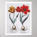 Search for tulipa posters Flowers