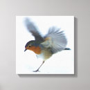 Search for robin bird canvas prints Winter