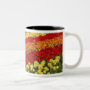 Search for tulip fields mugs Grow