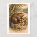 Search for beaver illustration postcards Vintage