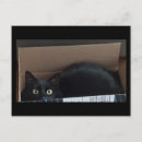 Search for long haired cat postcards Fluffy