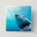 Search for jaws badges Great white shark