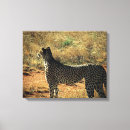 Search for wildlife canvas prints Cat