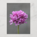 Search for ants vertical postcards Flower
