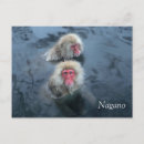Search for japanese snow monkeys postcards Macaque