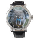 Search for koala watches Wildlife