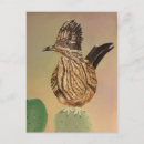 Search for road runner postcards Bird