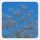 Search for poplar Blue sky
