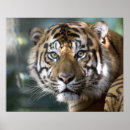 Search for panthera posters Zoo