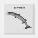 Search for barracuda magnets Ocean