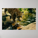 Search for wildcats posters Nature