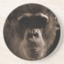 Search for chimp coasters Primate
