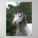 Search for dapple grey art Pony