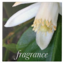 Search for fragrance Photography
