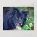 Search for smiling dog postcards Cute