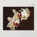 Search for highlights postcards Botanical