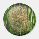 Search for puff magnets Dandelion