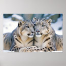 Search for snow leopard posters Wildlife