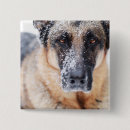 Search for closeup badges Animal