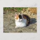Search for orange black white postcards Calico
