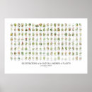 Search for flowering plants posters Botany