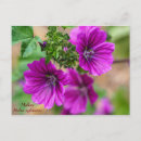Search for mallow postcards Malva