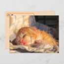 Search for sleeping baby postcards Cat